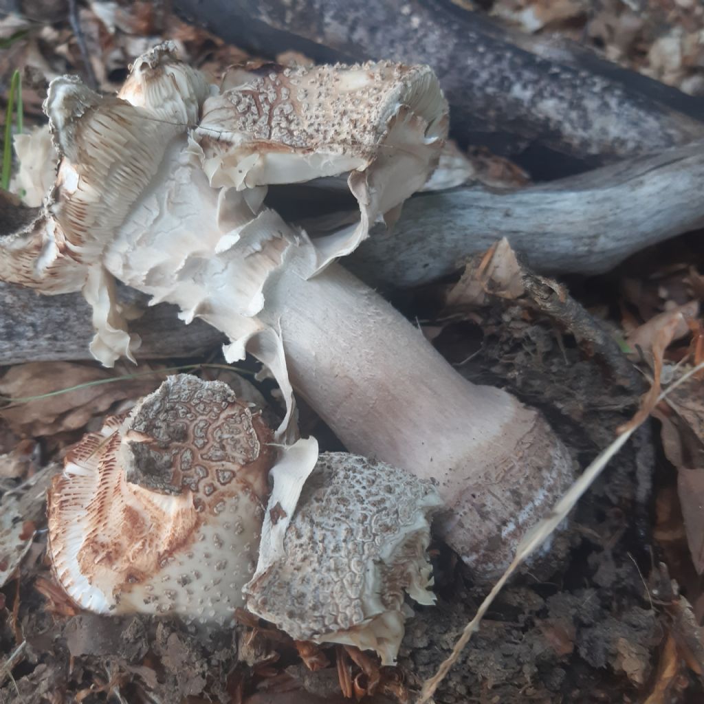 Funghi in faggeta: Amanita pantherina ?